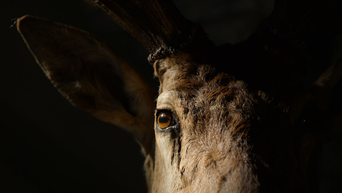 muséum d'histoire naturelle Esprit Requien